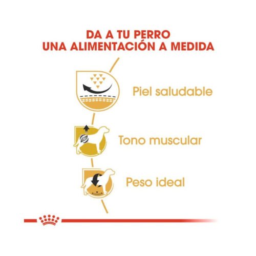 Royal Canin Pug Adult beneficios principales