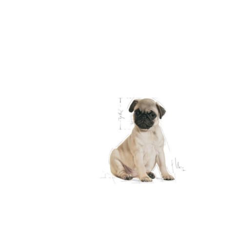 royal-canin-royal-canin-pug-puppy-perro-cachorro-detalles Royal Canin Pug Puppy detalle posterior
