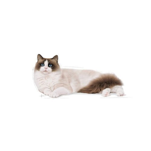 Parte inferior del envase Royal Canin Ragdoll Adult