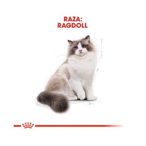 Detalle gráfico Royal Canin Ragdoll Adult