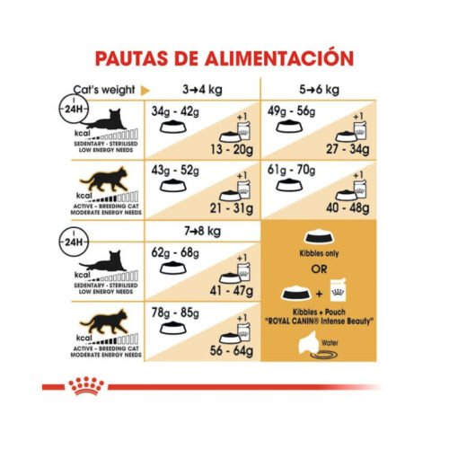 Folleto visual Royal Canin Ragdoll Adult