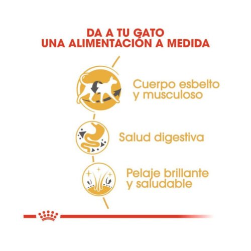 Royal Canin Siamese beneficios clave para silueta y digestión