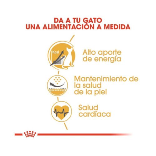 Beneficios nutricionales Royal Canin Sphynx Adult