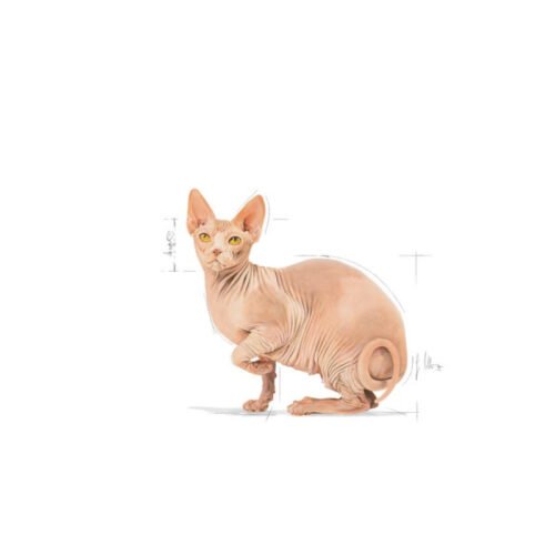 Detalle del envase Royal Canin Sphynx Adult