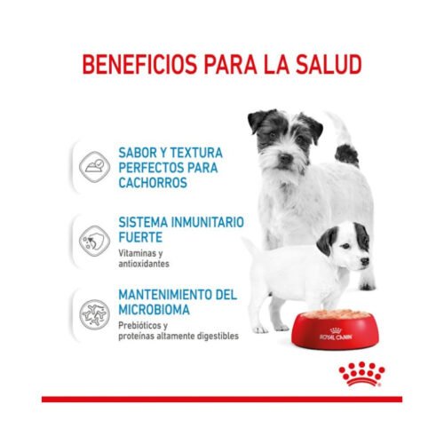 Varias latas Royal Canin Starter Mousse