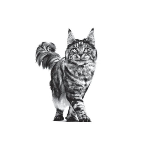 ilustracion gato Royal Canin Urinary S/O Paté