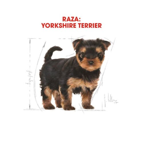Imagen de la composición nutricional del pienso Royal Canin Yorkshire Terrier Puppy