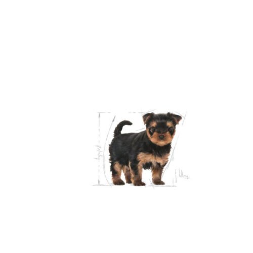 Imagen ilustrativa del pienso Royal Canin Yorkshire Terrier Puppy con un cachorro de raza Yorkshire Terrier