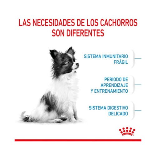 perro mini con texto explicando sus necesidades nutricionales