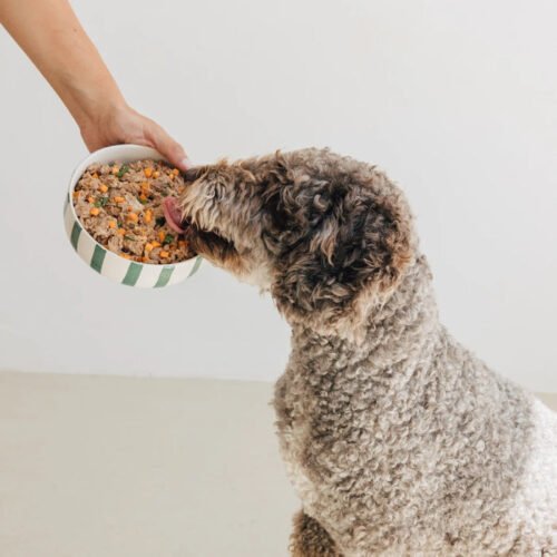 Perro comiendo comida BARF cerdo
