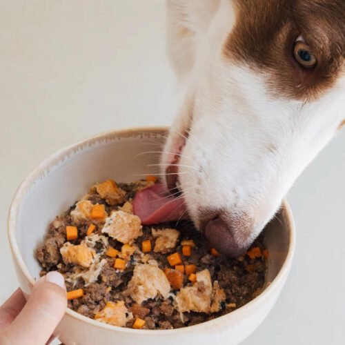 Perro comiendo Wild Balance Salmón y Ternera