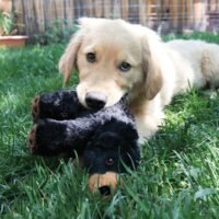 Cachorro de Golden Retriever jugando con el peluche KONG Comfort Kiddos Bear Lg