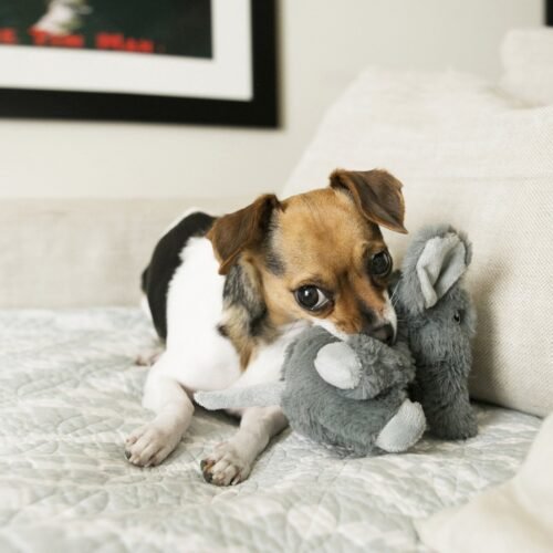 Perro pequeño jugando en el sofá con el peluche KONG Comfort Kiddos Elephant Small