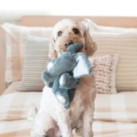 Perro pequeño sosteniendo el peluche KONG Comfort Kiddos Jumbo Elephant XL en una cama