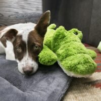 Perro marrón y blanco relajado junto a su peluche KONG Cozie Ali Alligator XL