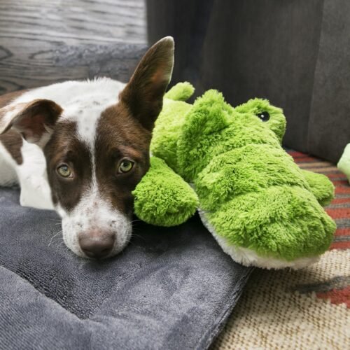 Perro marrón y blanco relajado junto a su peluche KONG Cozie Ali Alligator XL