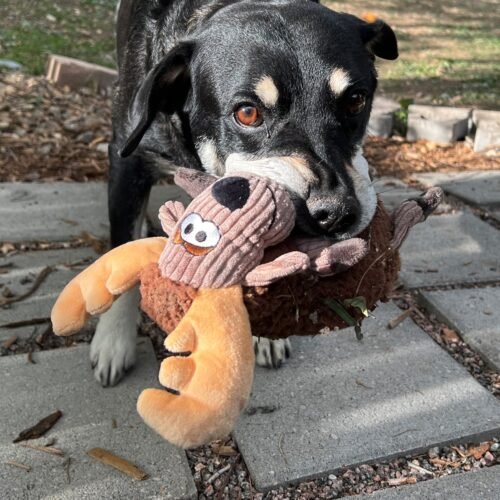 Perro negro esperando para jugar con su peluche de la línea KONG Sherps en el jardín
