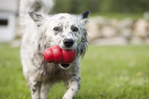 Perro jugando con KONG Classic rojo - foto lifestyle oficial KONG