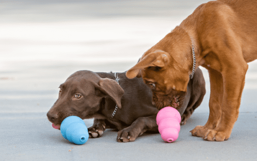 Cachorros jugando con KONG Puppy azul y rosa - foto lifestyle oficial KONG
