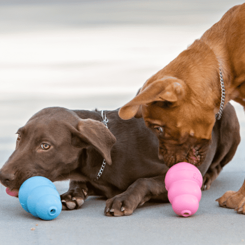 Cachorros jugando con KONG Puppy azul y rosa - foto lifestyle oficial KONG