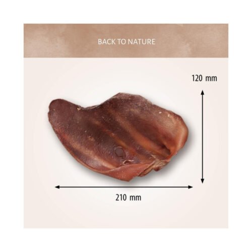 Medidas de la oreja de cerdo grande Antos 210mm x 120mm