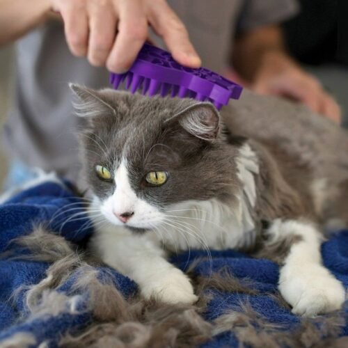 Gato siendo cepillado con el KONG Cat ZoomGroom para eliminar eficazmente el pelo suelto