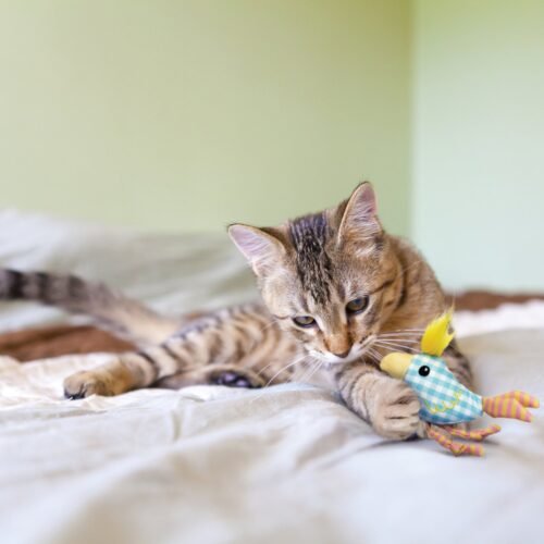 Gatito jugando con el pollito KONG Kitten Chirpz Chick sobre una cama
